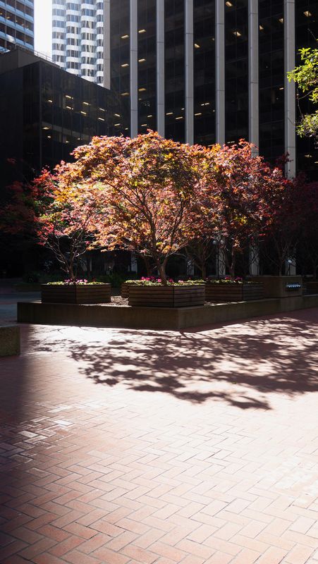 Beale Street Plaza Evening Light