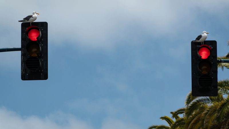 Seagulls along the Embarcadero