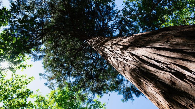 Really Big Tree in Lithia Park