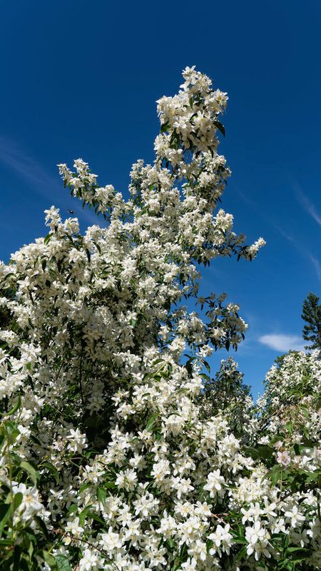 My Mother-in-law's Mock Orange