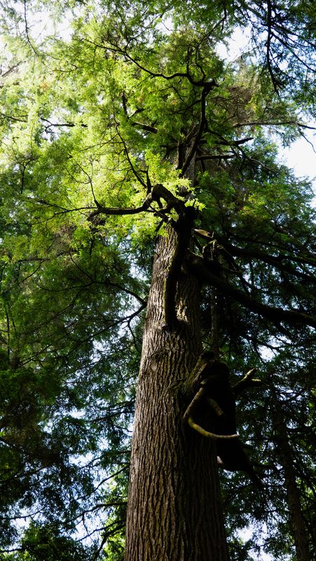 Rockaway Cedar