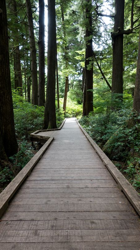 Rockaway Beach Old Growth Big Cedar Trail