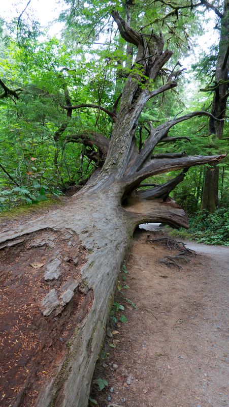 Short Sand Beach Trail