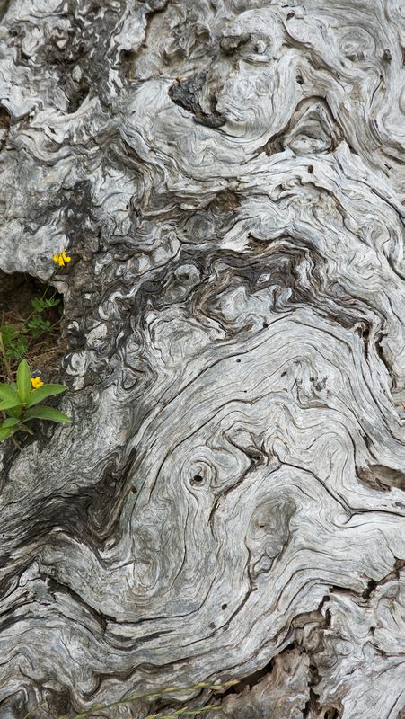 Old Cedar Stump