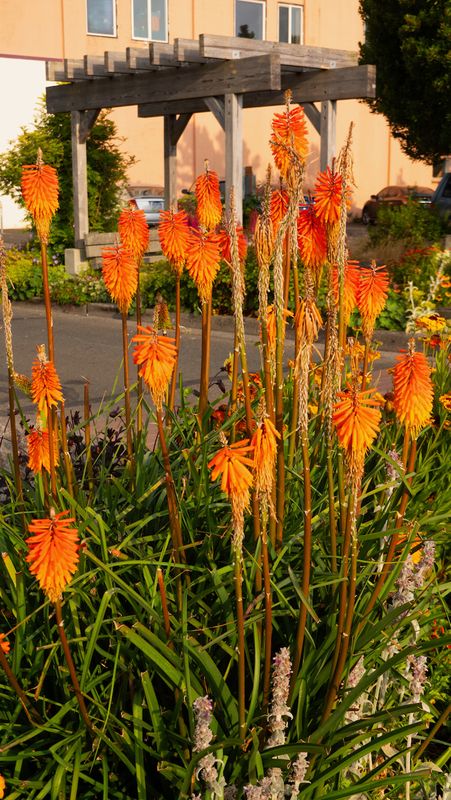 Seaside Sidewalk Garden