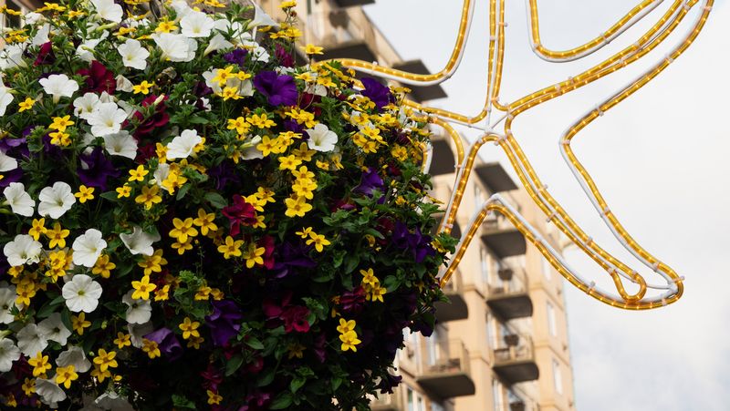 Broadway Street Flowers