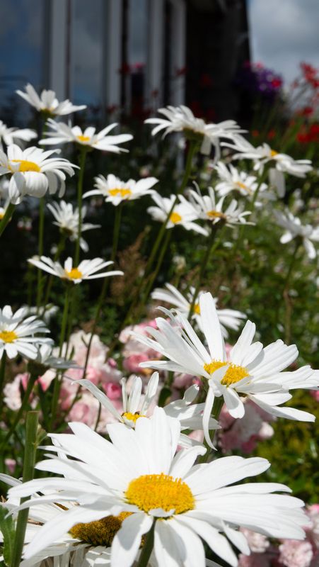 Canon Beach Daisies