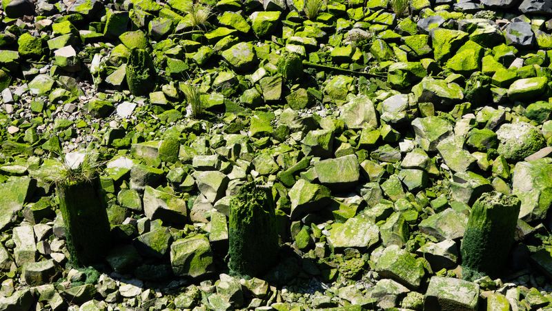 Oregon Green