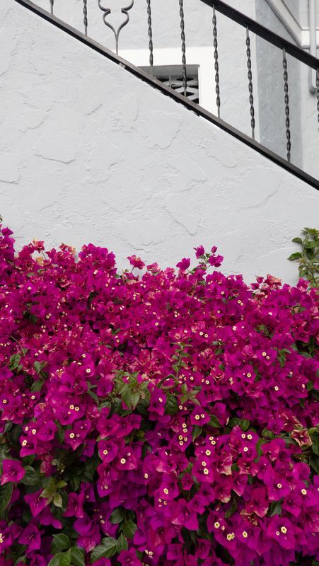 Russian Hill Street Bougainvillea