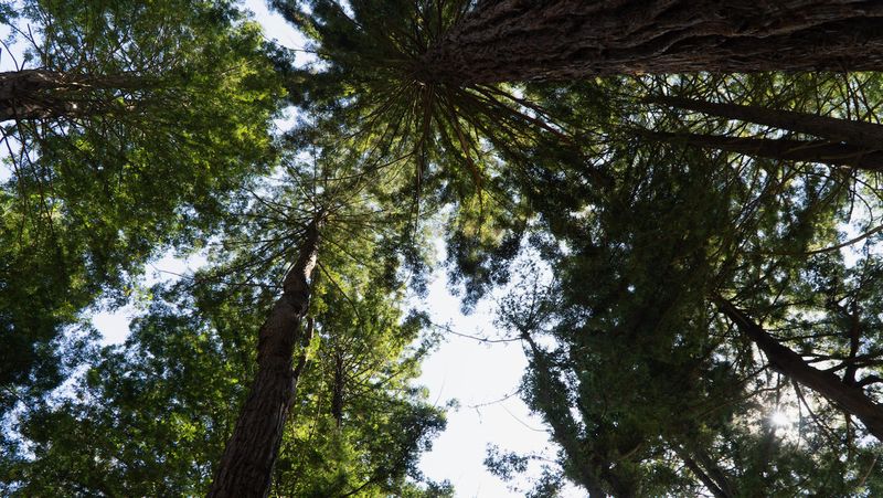 Stern Grove Redwoods