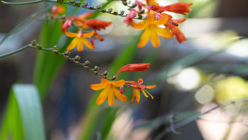 Stern Grove Flowers
