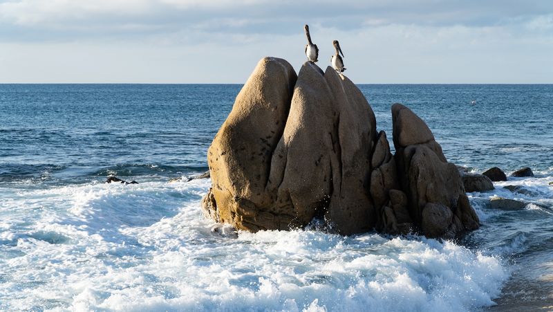 Playa El Bledito Pelicans
