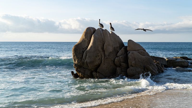 Playa El Bledito Pelicans