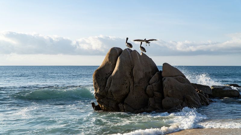 Playa El Bledito Pelicans