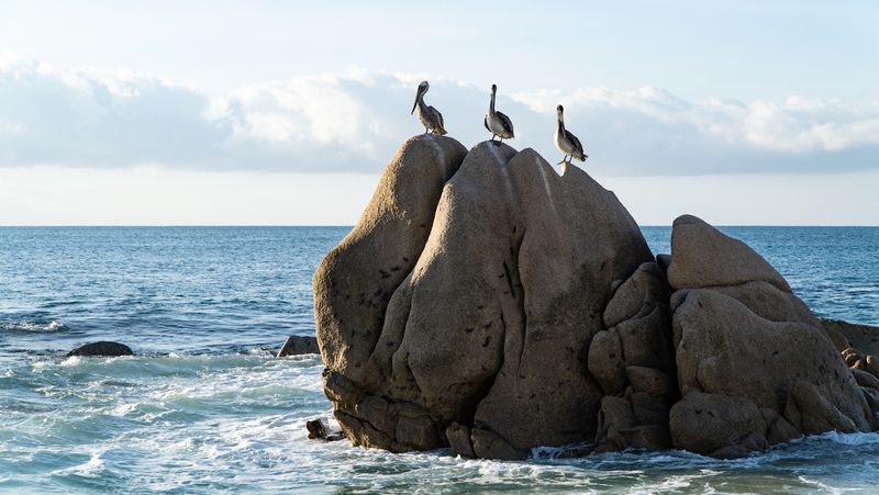 Playa El Bledito Pelicans