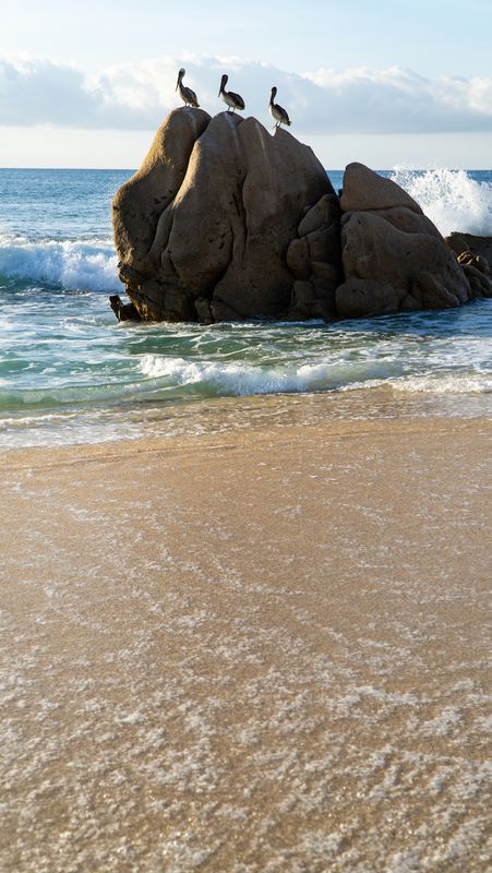 Playa El Bledito Pelicans