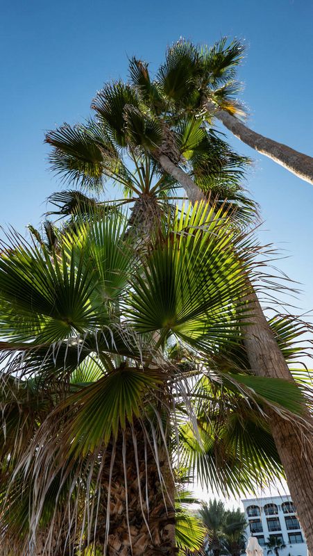 Hilton Los Cabos Palms