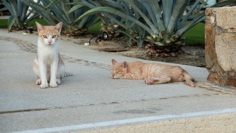 Los Cabos Hilton Kitties