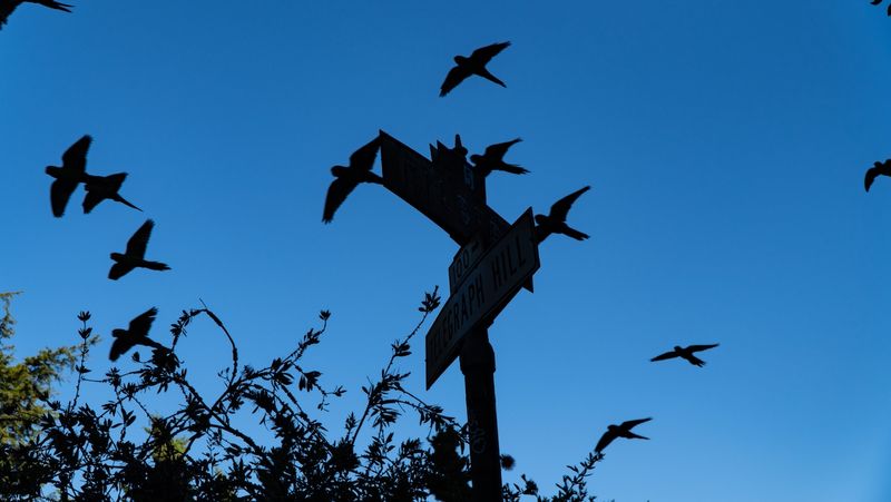 Telegraph Hill Parrots