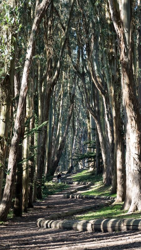 Andy Goldsworthy's Wood Line