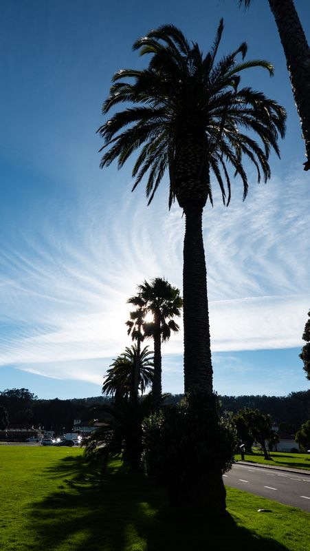 Presidio Palms