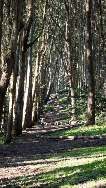 Andy Goldsworthy's Wood Lin