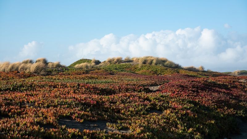 San Francisco Coastline