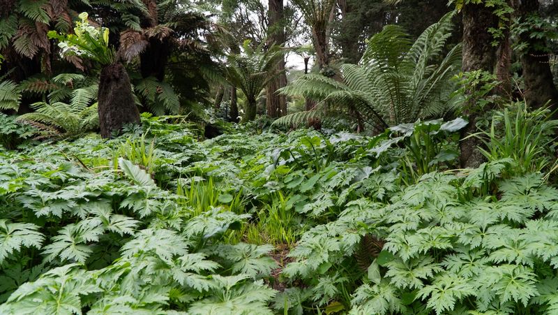 Golden Gate Park Greenery