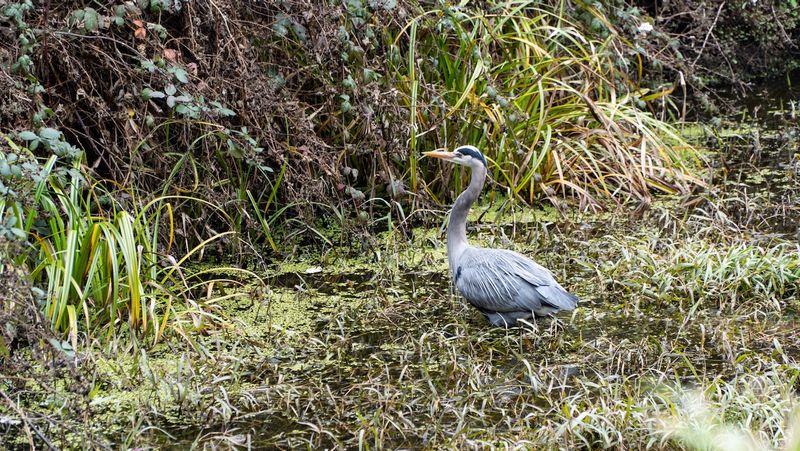 Great Blue Heron in Golden Gate Park