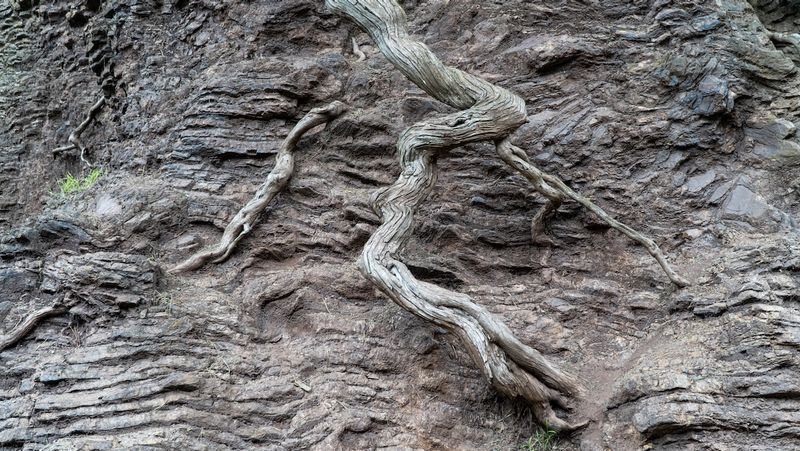 Roots in Golden Gate Park