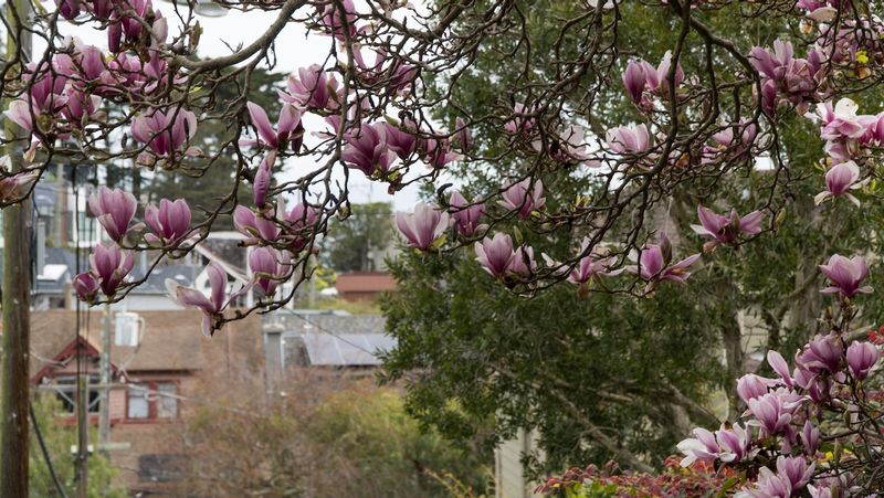 Vulcan Stairway Magnolias