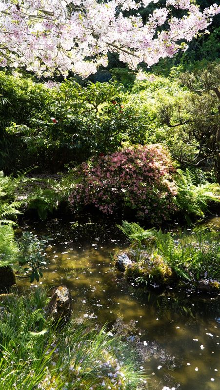 San Francisco Japanese Tea Garden