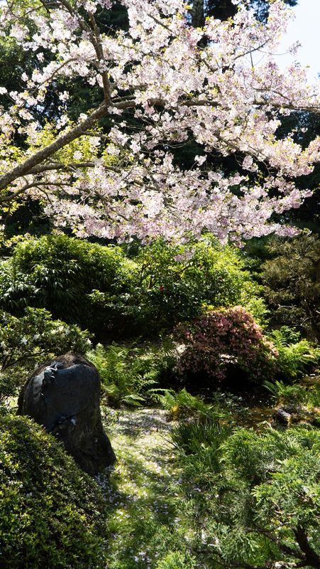 San Francisco Japanese Tea Garden