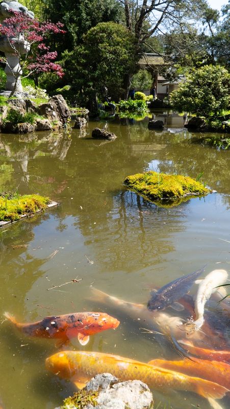San Francisco Japanese Tea Garden Koi Pond