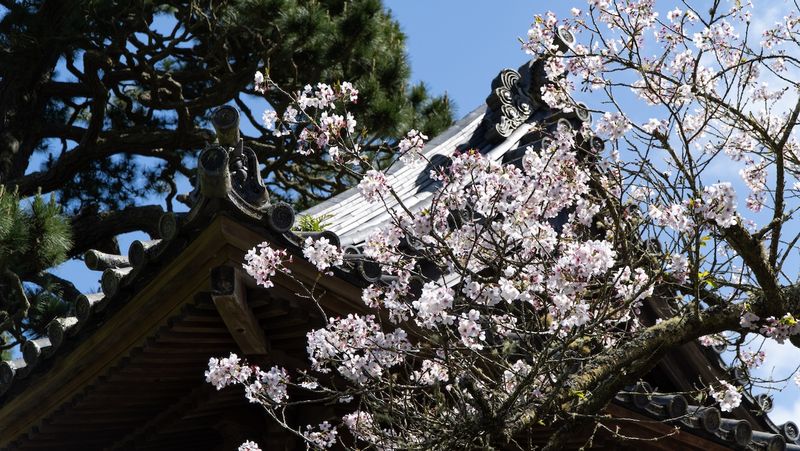 San Francisco Japanese Tea Garden
