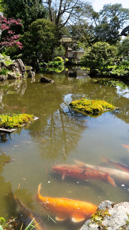 San Francisco Japanese Tea Garden
