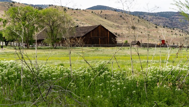 Oregon Green