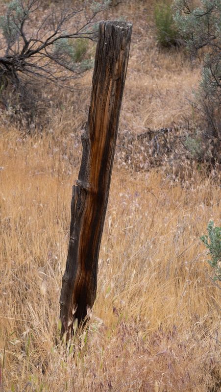 Old Fence Post