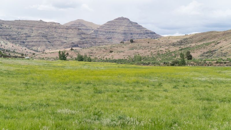 Oregon Green