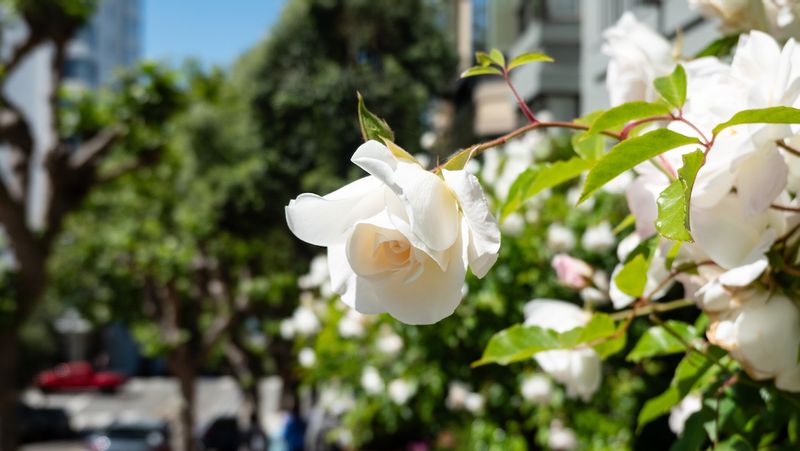 Rose on Hyde Street