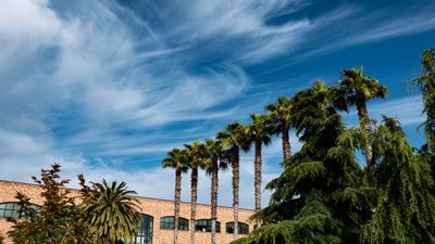 Wispy Clouds Over Palms