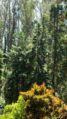 Stern Grove