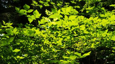 g13/41/570641/3/174940036.cce34f10.JPEG