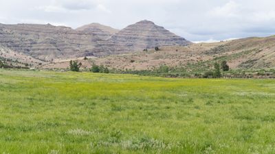 Oregon Green