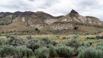 Oregon Green