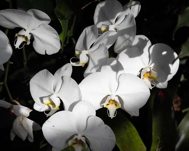White Orchids-010020.jpg