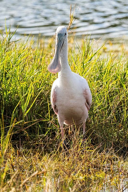 Spoonbill