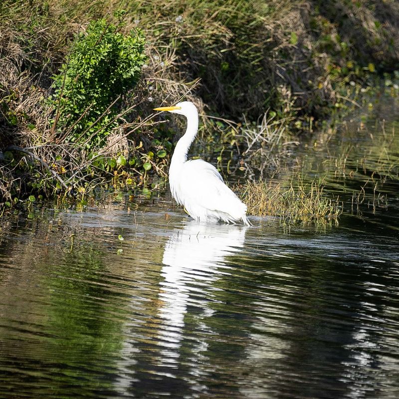 Great Egret Wading