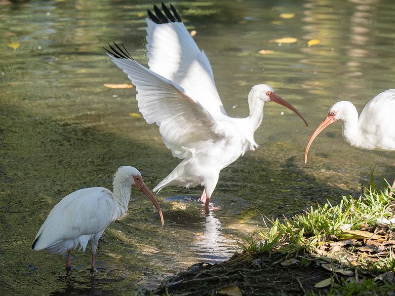 Ibis about to Fly