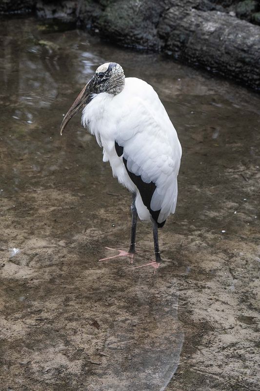 Woodstork